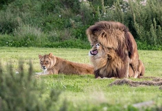 动物园两雄狮“搞同性恋” 无视母狮场面尴尬